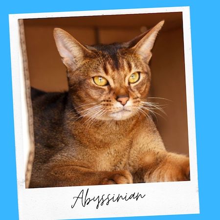 abyssinian cat breed