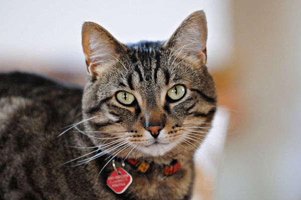 activity level and cost of classic and mackerel tabby cats