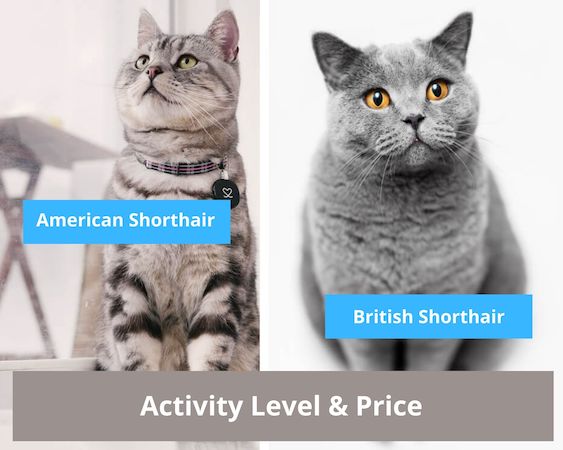 activity level and price of american shorthair cat and british shorthair cat