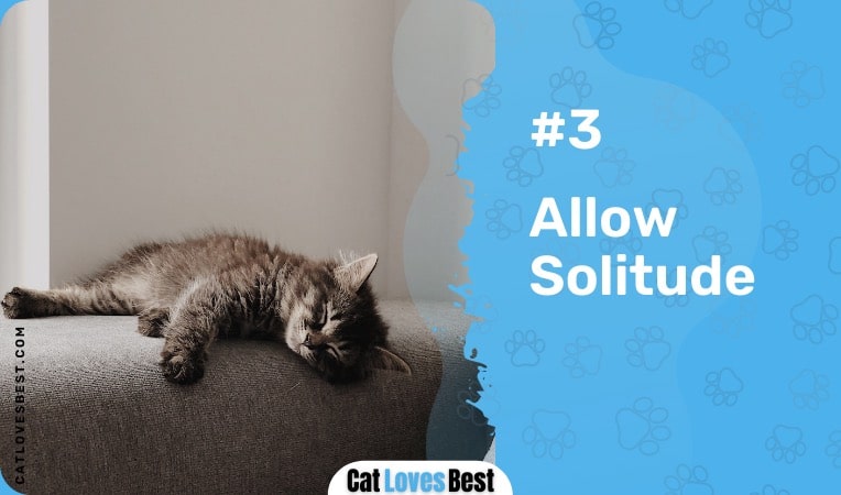 Allow Solitude for Cat in Heat