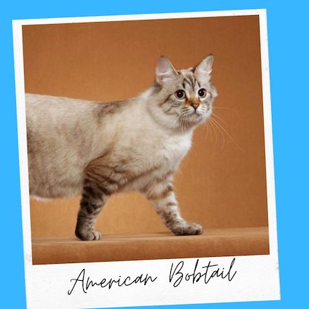 American Bobtail Ear Tufts