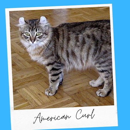 American Curl Cat Ear Hair