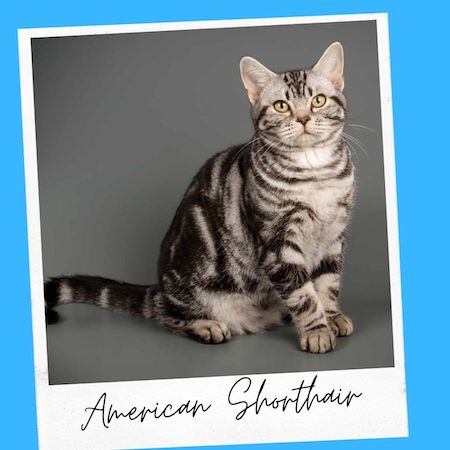 american shorthair cat breed