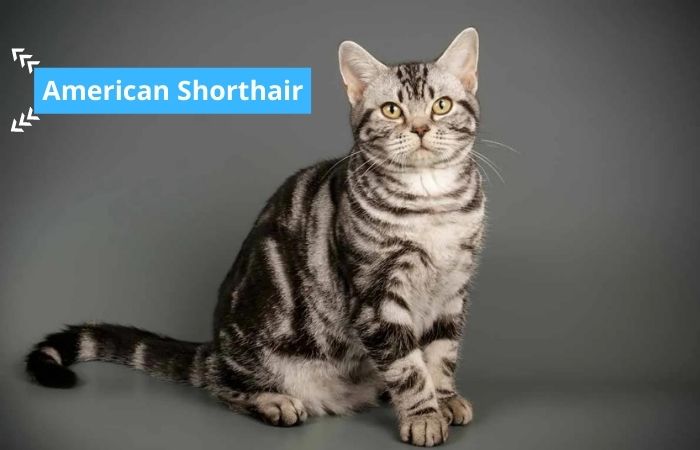 american shorthair cat breed