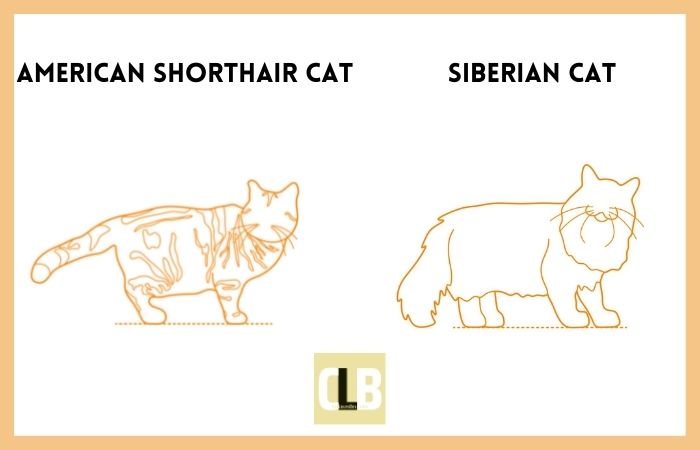 american shorthair cat vs siberian cat comparison