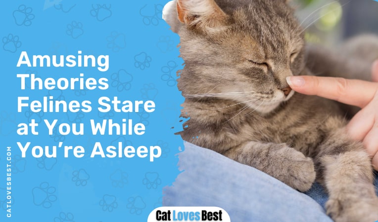 amusing theories felines stare at you while you are sleeping