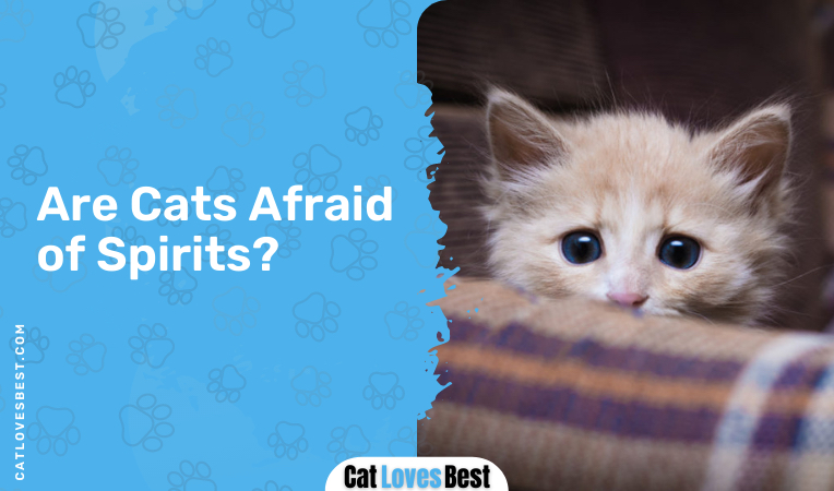 are cats afraid of spirits