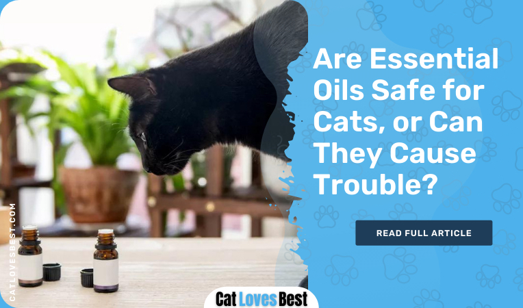Are Essential Oils Safe for Cats
