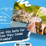 are essential oils safe or toxic to cats