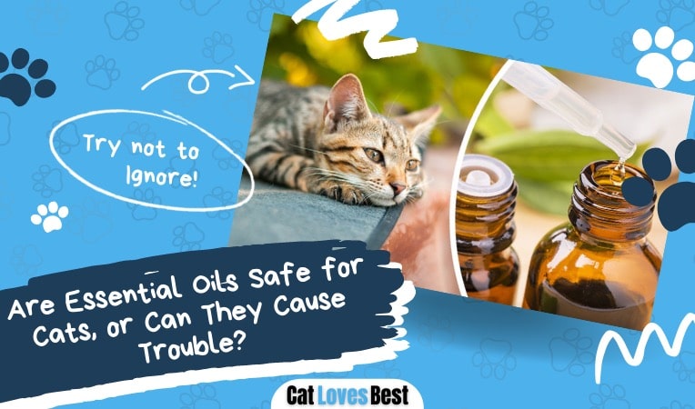 are essential oils safe or toxic to cats