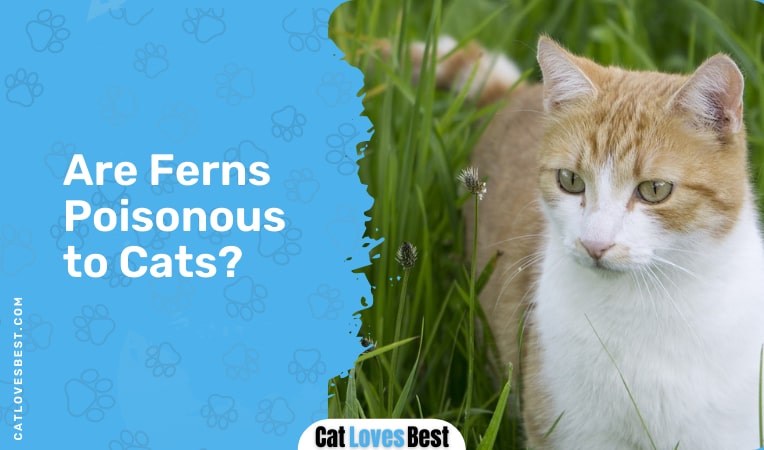 are ferns poisonous to cats