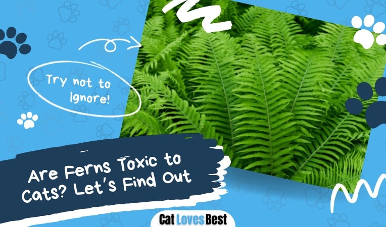 are ferns safe or toxic to cats