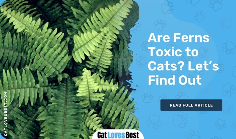 are ferns toxic to cats