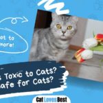 are lillies toxic to cat here is what you need to know
