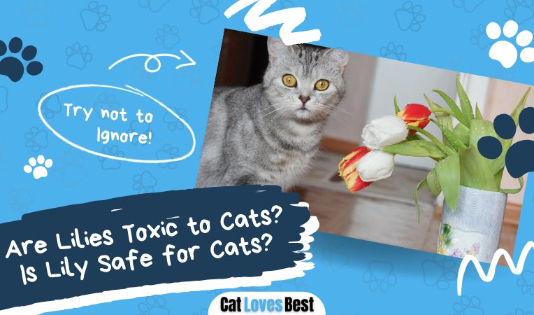 are lillies toxic to cat here is what you need to know