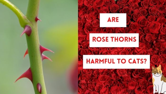 are rose thorns harmful to cats