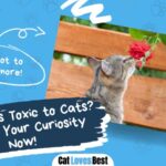 are roses toxic or safe for cats