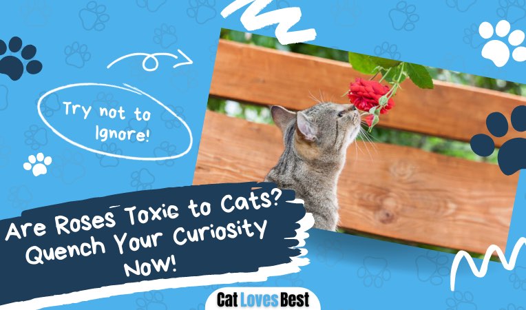 are roses toxic or safe for cats