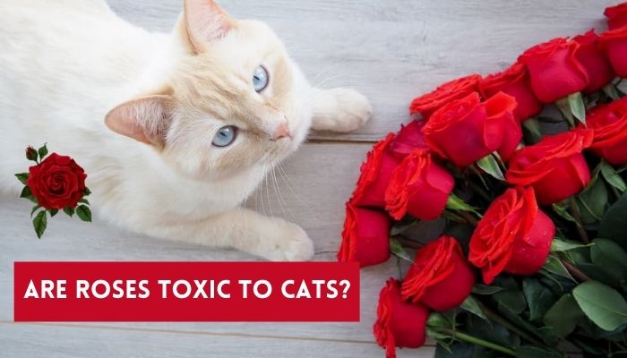 Are Roses Toxic to Cats