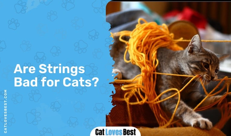 are strings bad for cats