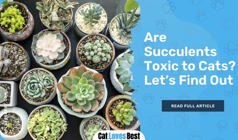 are succulents toxic to cats