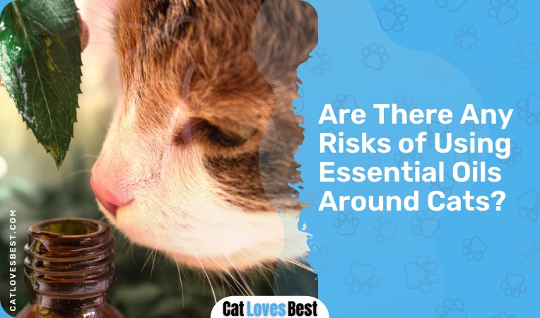 are there any risks of using essential oils around catsv