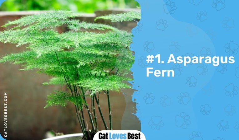 asparagus fern is not safe for your kitty