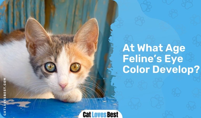 at what age cat's eye color develops
