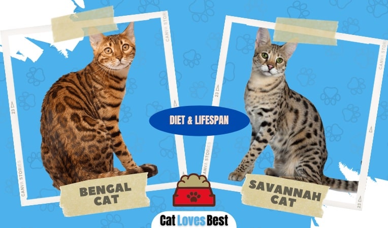Bengal and Savannah Cats Diet and Lifespan