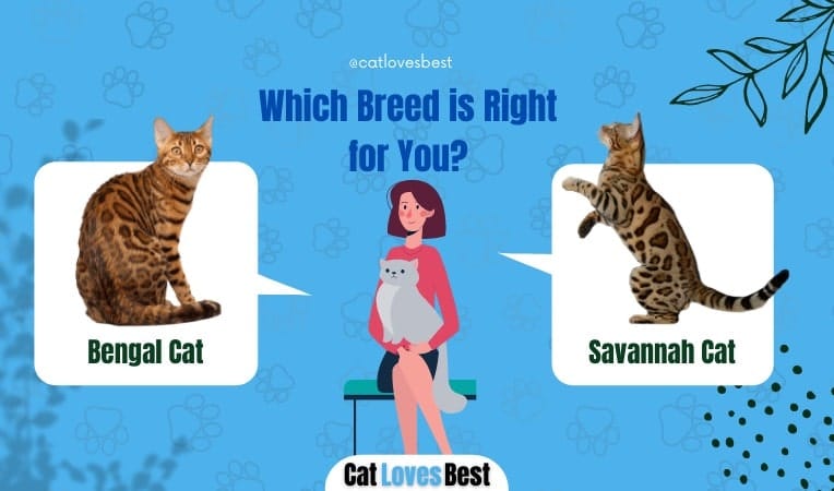 Savannah Cats and Bengal Cats Best Breed
