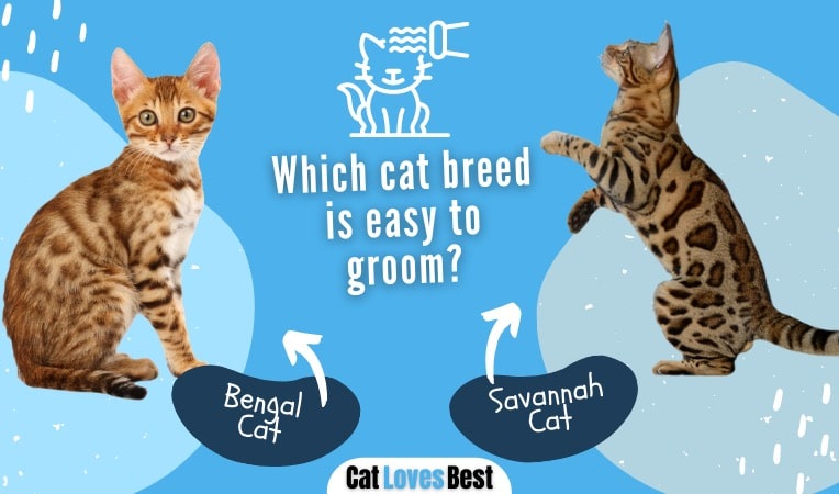 Bengal Cats and Savannah Cats Grooming Needs