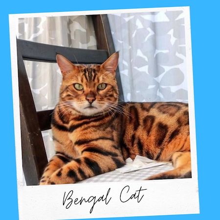 bengal cat breed