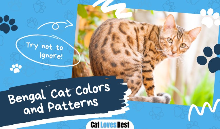 bengal cat colors and patterns