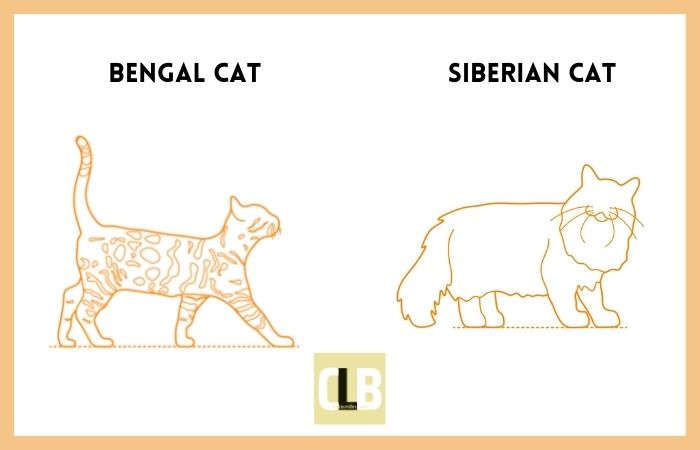 bengal cat vs siberian cat comparison