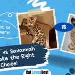 bengal vs savannah cat make the right choice