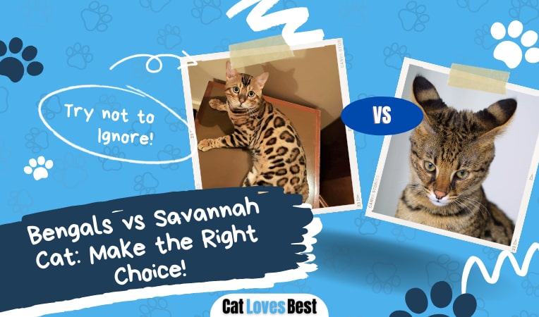 bengal vs savannah cat make the right choice