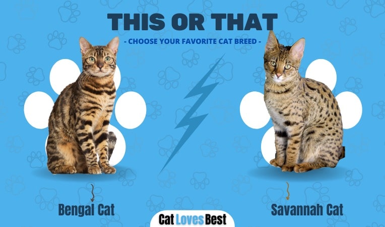 Bengal vs Savannah Cat