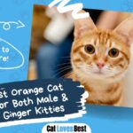 best 800 names for orange cats