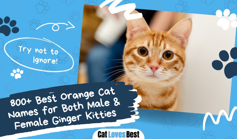 best 800 names for orange cats