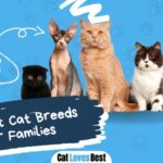 best cat breeds for families