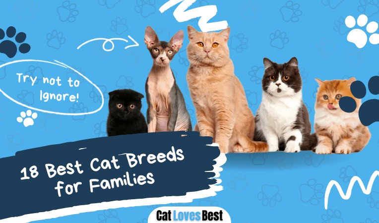 best cat breeds for families