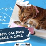 best cat food for bengal cats