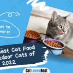 best cat food for outdoor cats