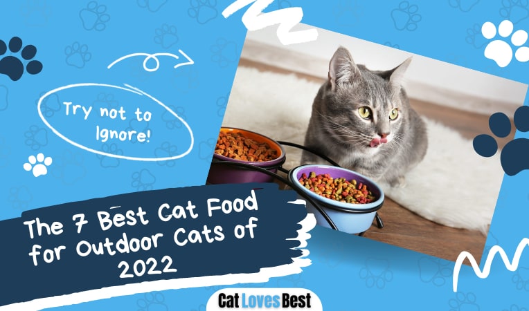 best cat food for outdoor cats
