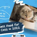 best cat food for persian cats