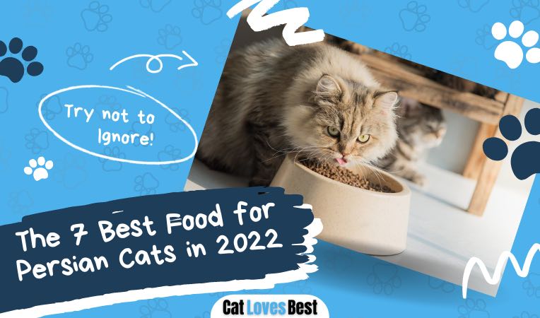 best cat food for persian cats