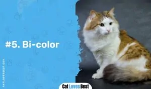 Ragamuffin Cat: Common Colors & Patterns