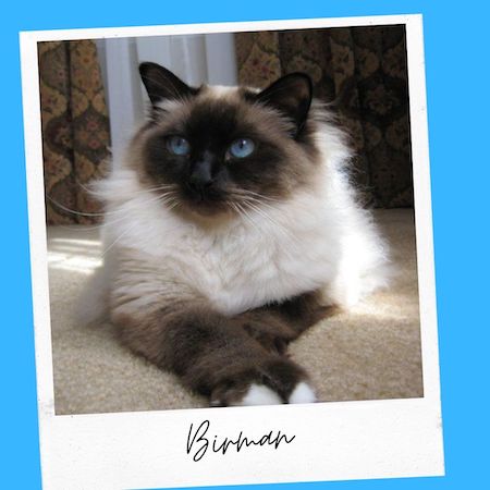 birman cat breed