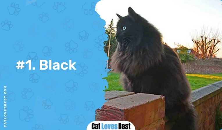 black ragamuffin cat color