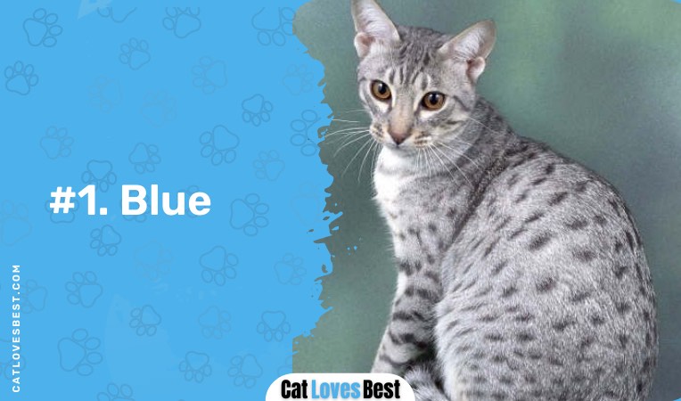 blue ocicat